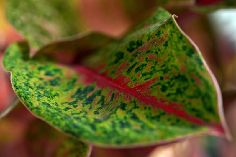 Fantasy Botany