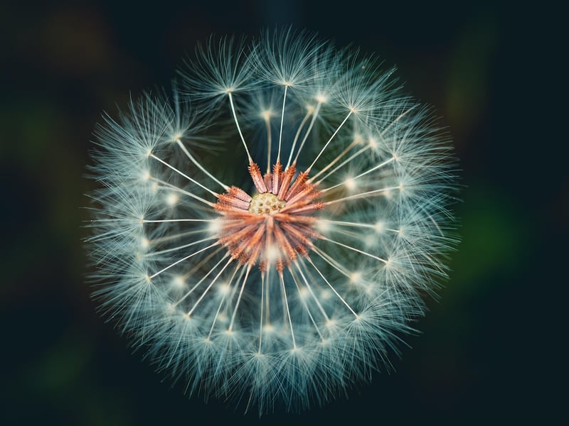 Magical Plants