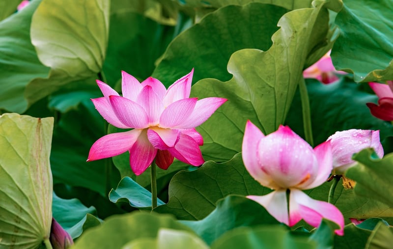 Serene garden pond